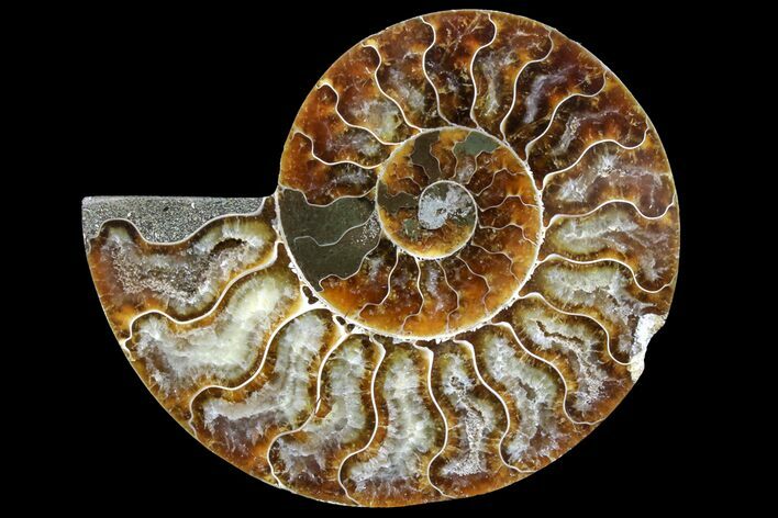 Bargain, Cut & Polished Ammonite Fossil (Half) - Madagascar #162168